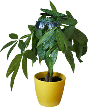 A plant